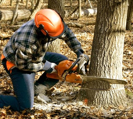 Tree Removal in Friars Point, MS